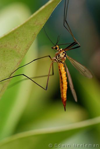 ENE-20090608-0125.jpg - [nl] Grote langpootmug ( Tipula oleracea )[en] Crane Fly ( Tipula oleracea )